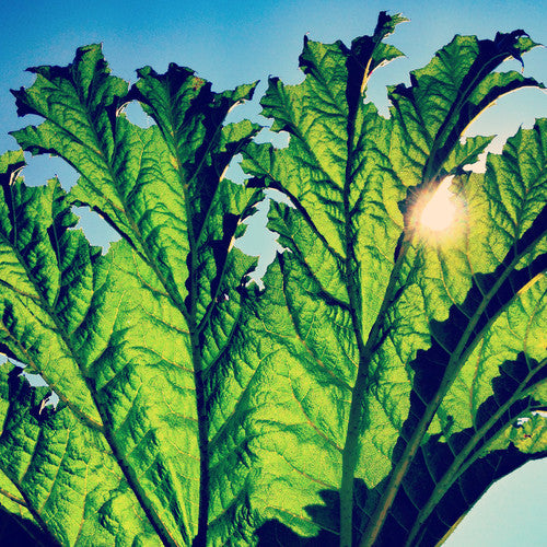Gunnera [Vinyl] Vinyl Record
