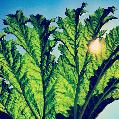 Pfarmers - Gunnera - Vinyl Record