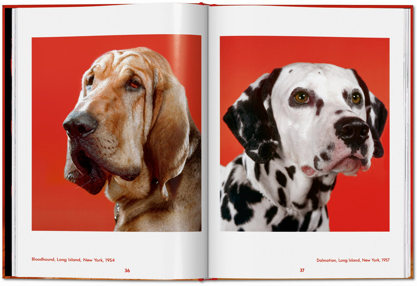 Walter Chandoha. Dogs. Photographs 1941–1991 (English) Book