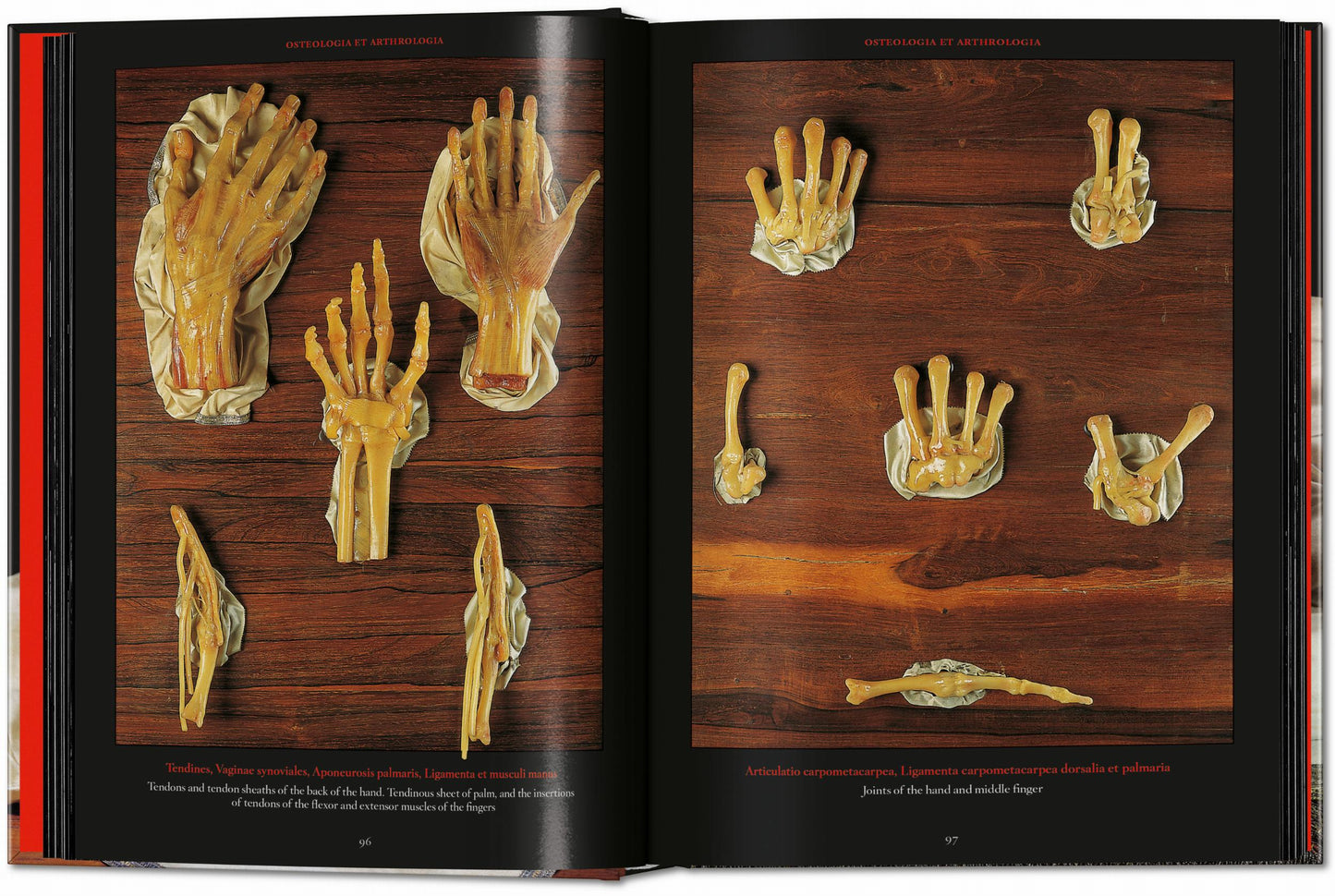 Anatomical Waxes. 45th Ed. (German, French, English) Book