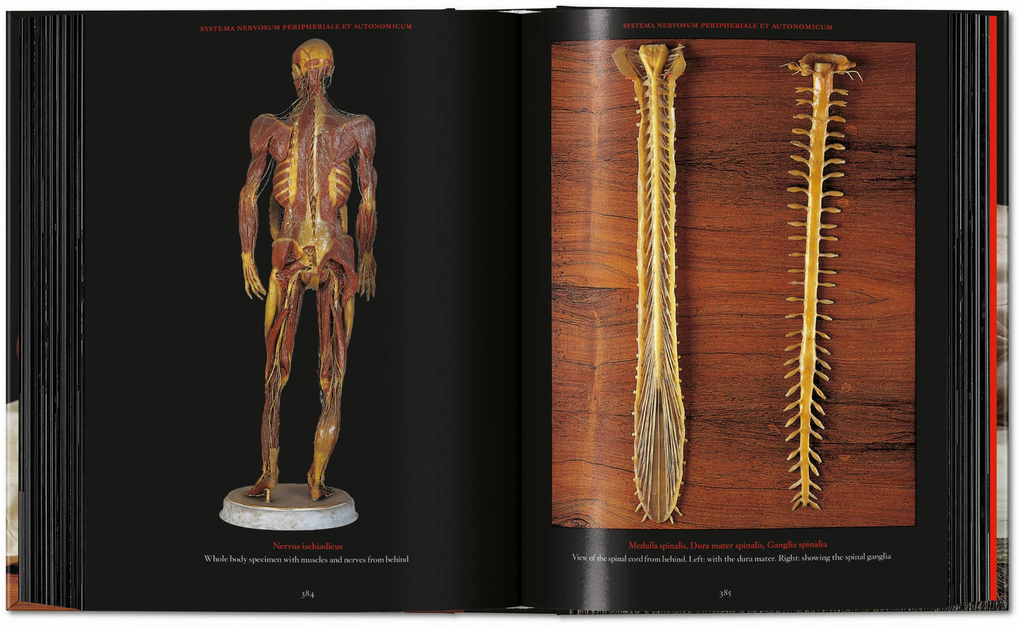 Anatomical Waxes. 45th Ed. (German, French, English) Book