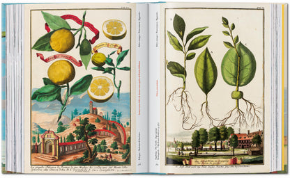 J. C. Volkamer. The Book of Citrus Fruits. 45th Ed. (German, French, English) Book