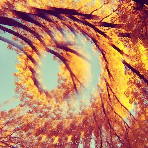 Forest Bathing Music CD
