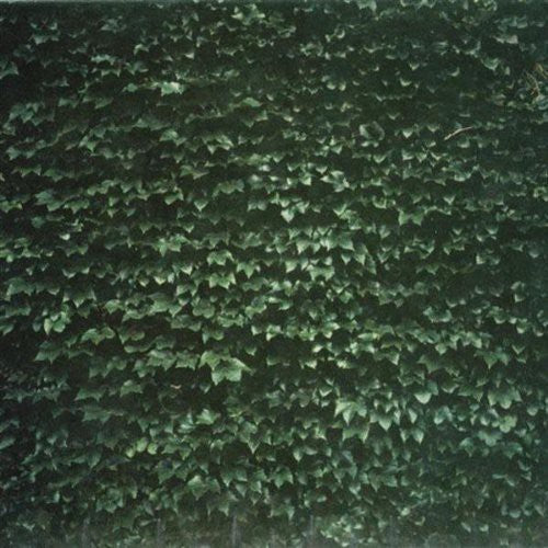 Tarentel - Order Of Things - Music CD