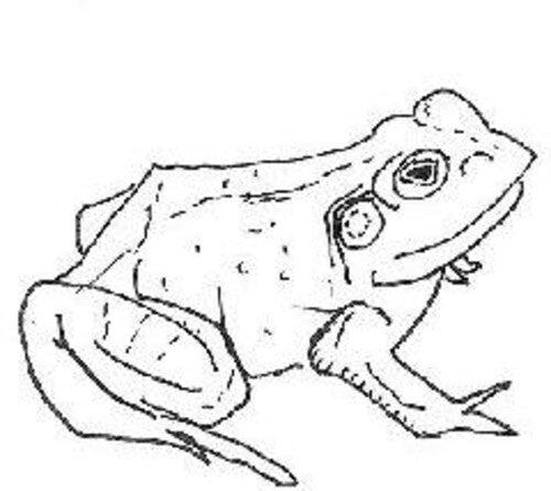 O'donovan,aoife - Bull Frogs Croon (and Other Songs) - Music CD