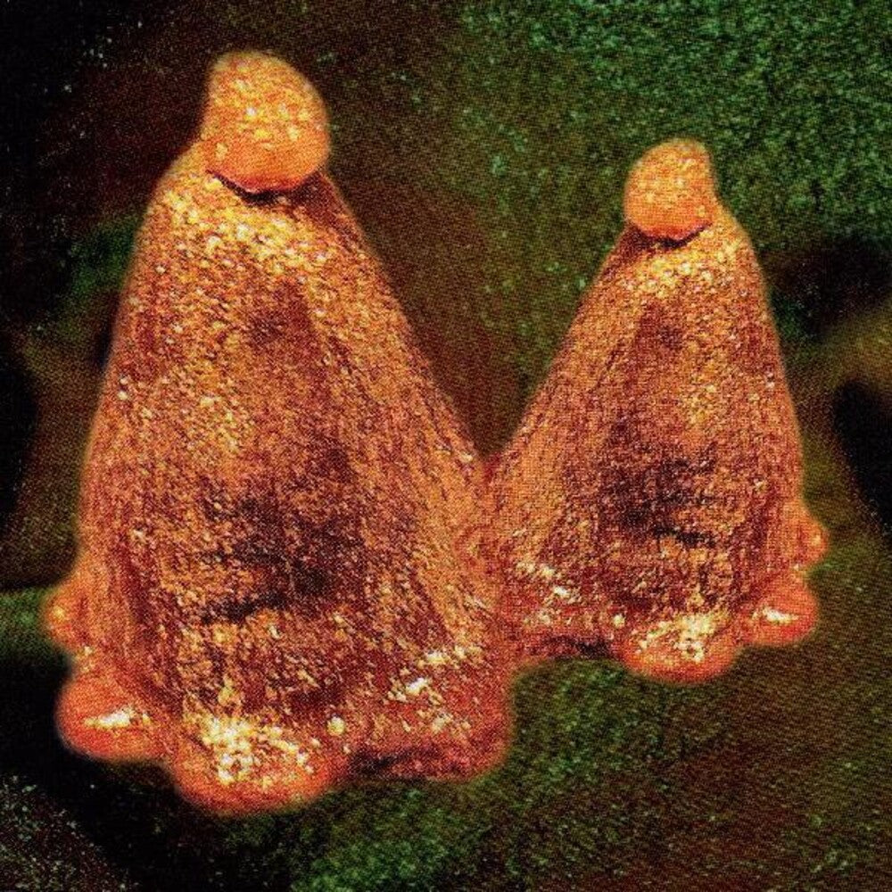 Oocyte Oil & Stolen Androgens [Clear Vinyl] (Grn) [Limited Edition] Vinyl Record