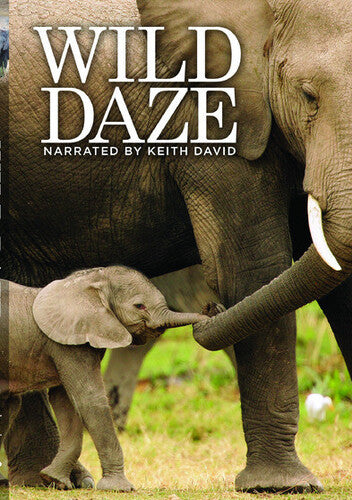 Wild Daze - Wild Daze - DVD