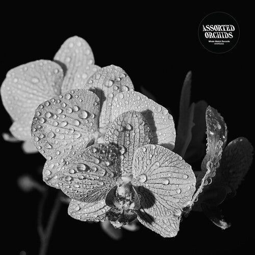 Assorted Orchids - Assorted Orchids - Vinyl Record