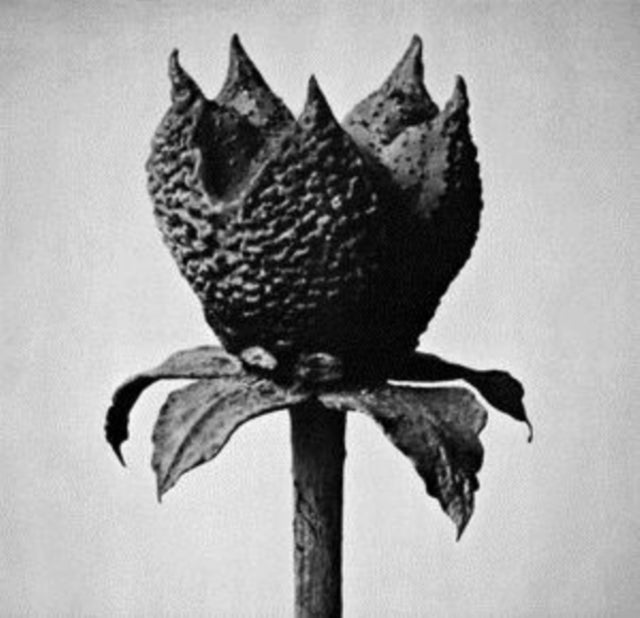 Masayoshi Fujita - Book Of Life (Dl Code) - LP Vinyl Record