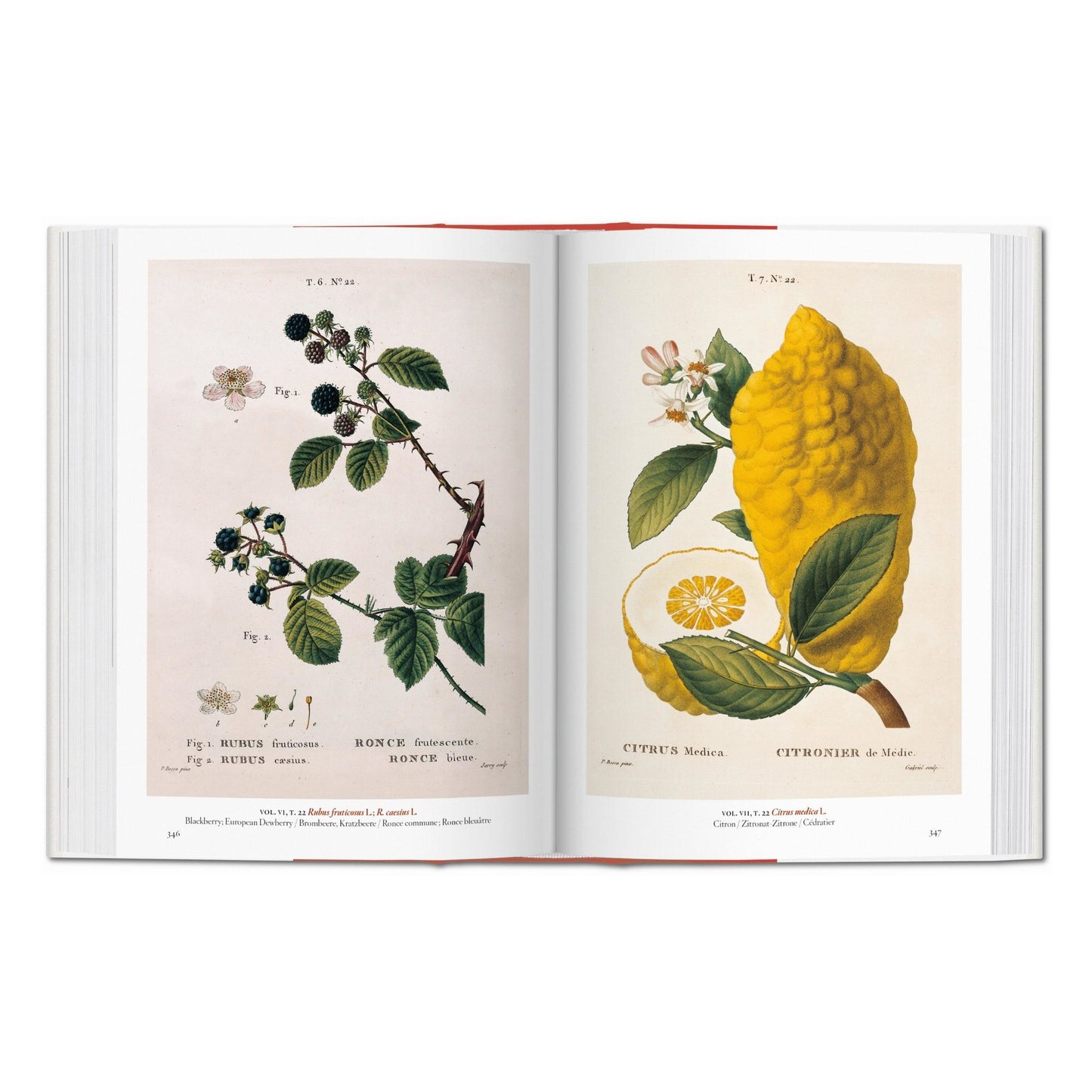 A Garden Eden. Masterpieces of Botanical Illustration. 45th Ed. (German, French, English) Book