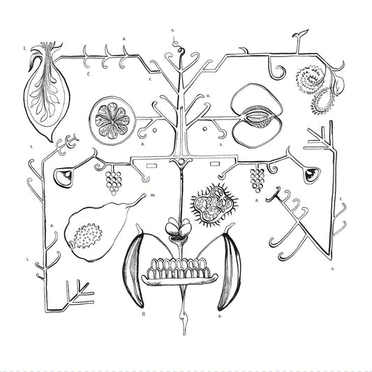 Aa Tigre - Las Frutas Amarilla [LP] Vinyl Record