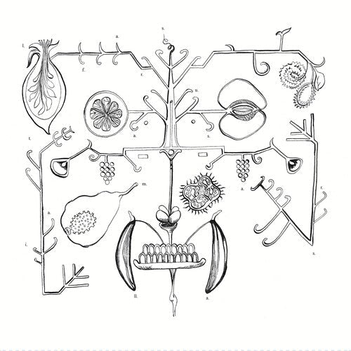 aa tigre - las frutas amarillas Vinyl Record