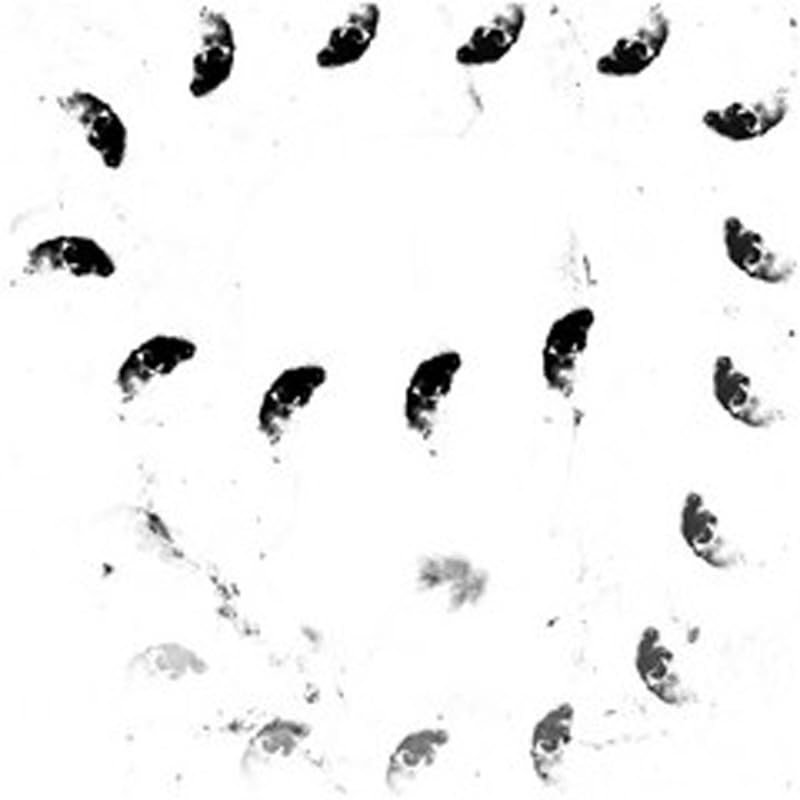 Monolithe Noir - Moira [LP] Vinyl Record