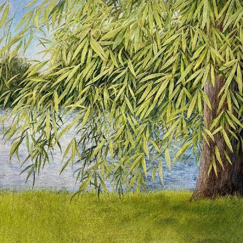 Simpson,martin / Jutz,thomm - Nothing But Green Willow : The Songs Of Mary Sands - Music CD