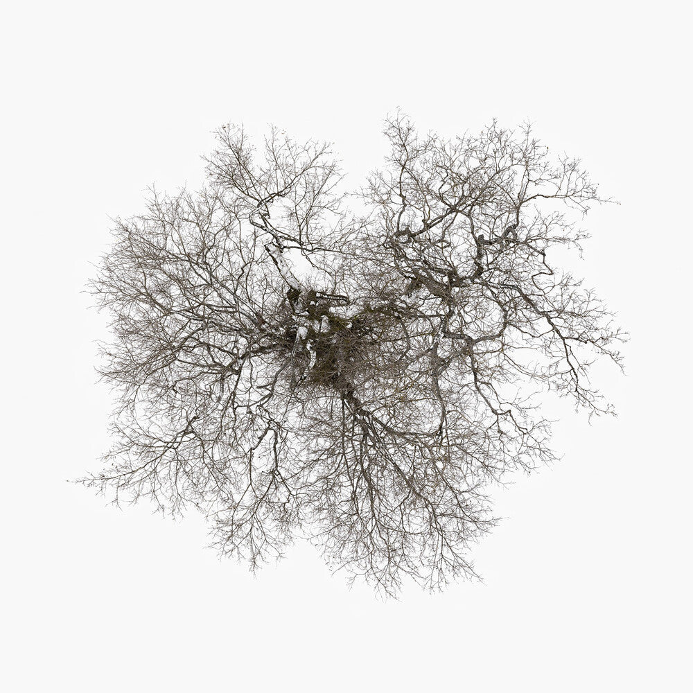 Tree [LP] Vinyl Record