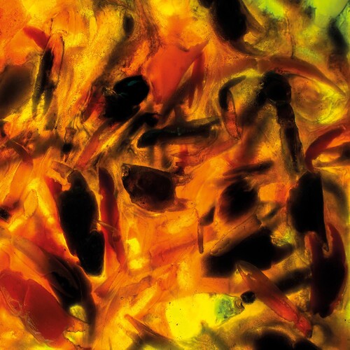 Plague Rider - Intensities - Music CD
