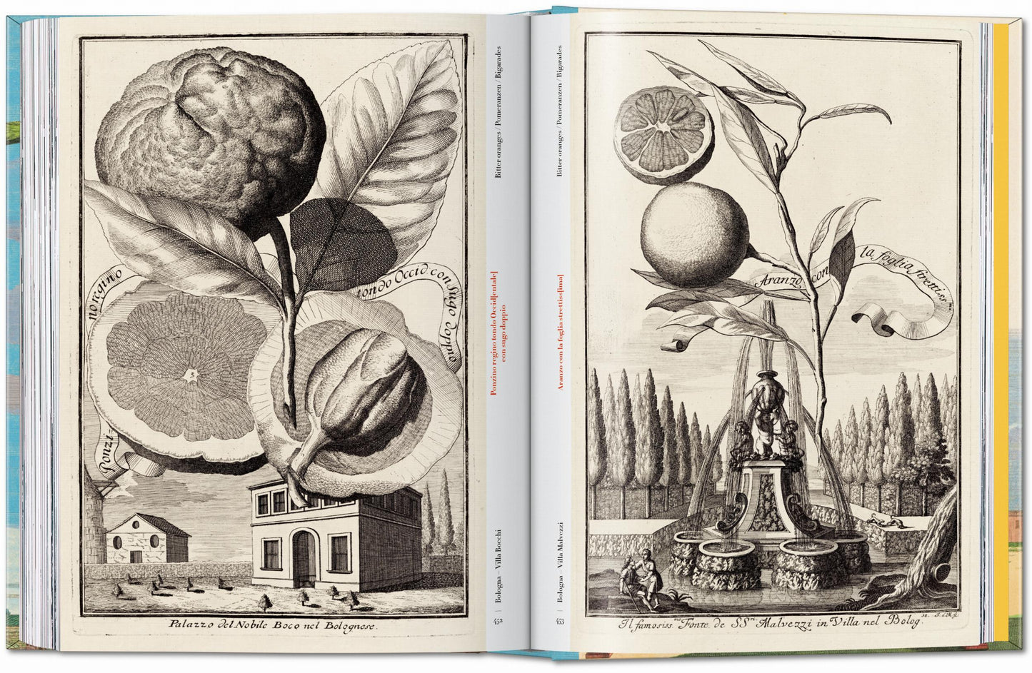 J. C. Volkamer. The Book of Citrus Fruits. 45th Ed. (German, French, English) Book