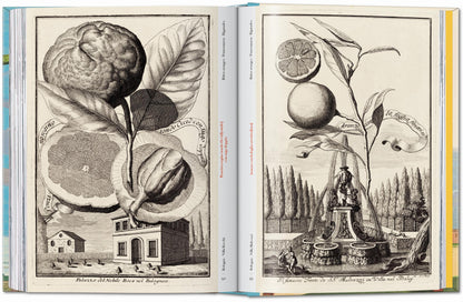J. C. Volkamer. The Book of Citrus Fruits. 45th Ed. (German, French, English) Book