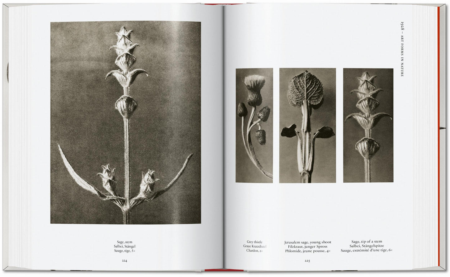 Karl Blossfeldt. The Complete Published Work. 45th Ed. (German, French, English) Book