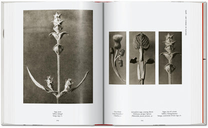 Karl Blossfeldt. The Complete Published Work. 45th Ed. (German, French, English) Book