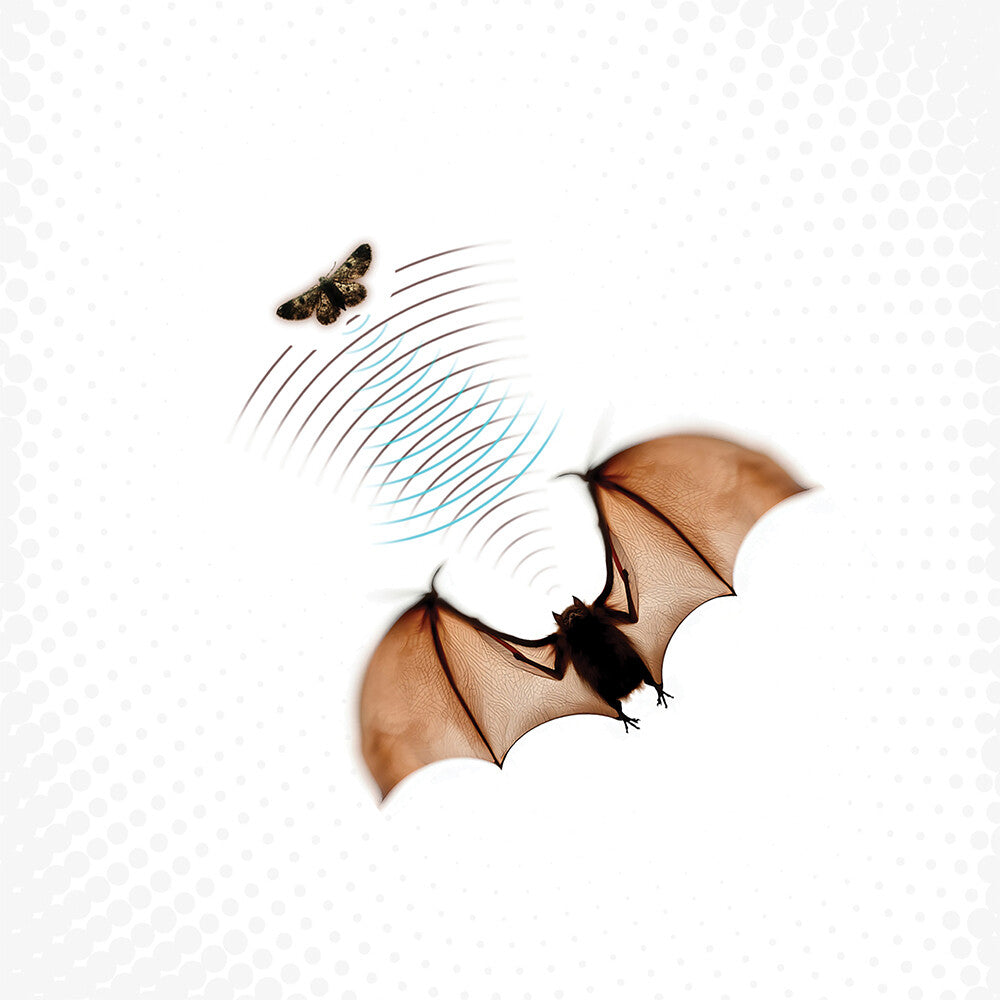 Echolocation [LP] Vinyl Record