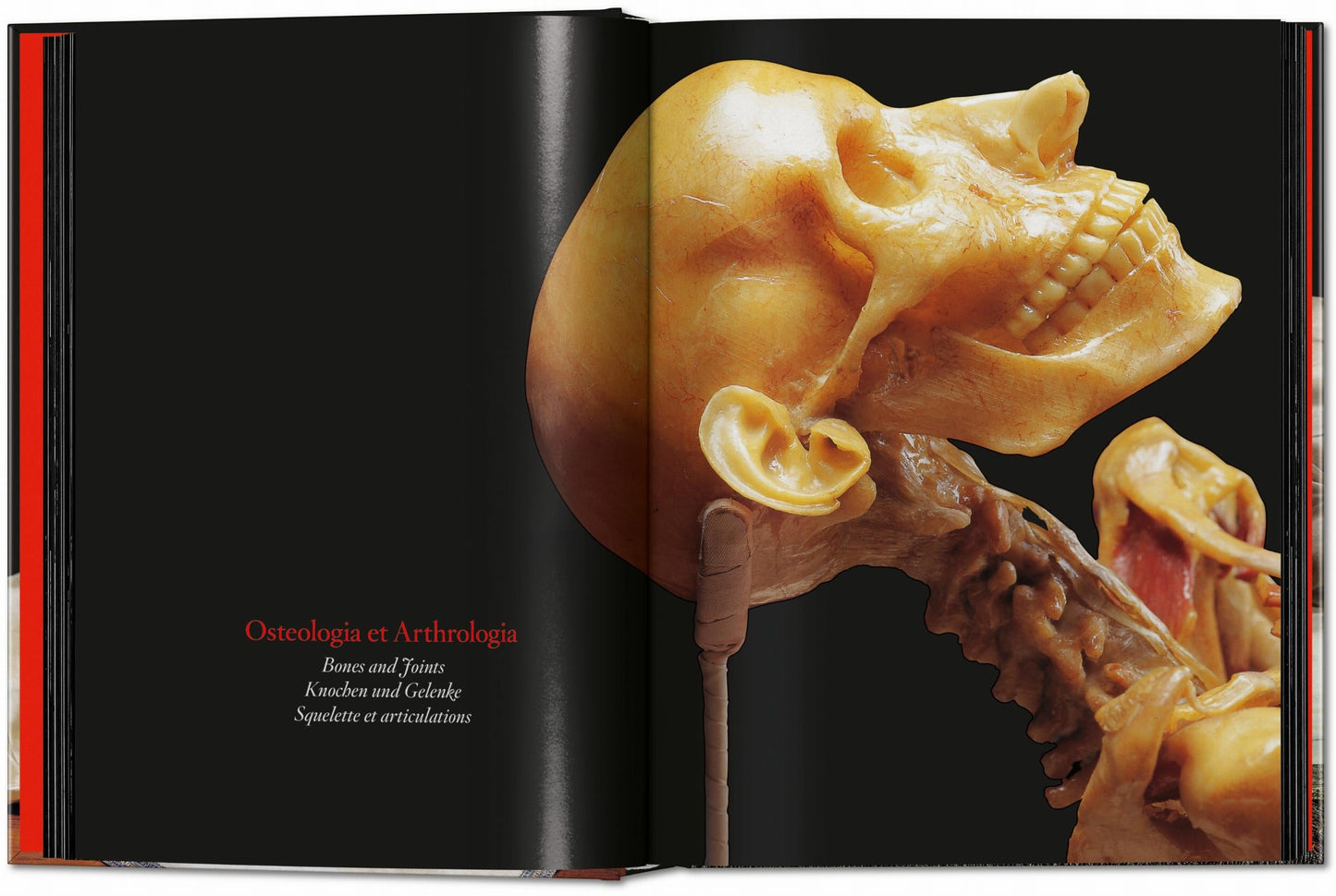 Anatomical Waxes. 45th Ed. (German, French, English) Book