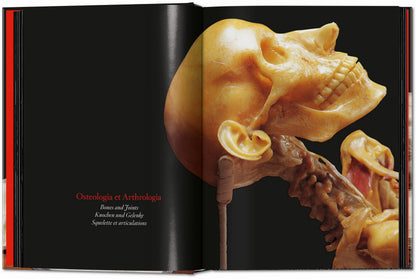 Anatomical Waxes. 45th Ed. (German, French, English) Book