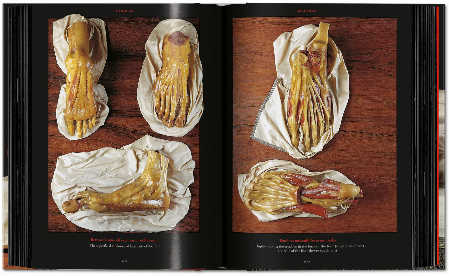 Anatomical Waxes. 45th Ed. (German, French, English) Book