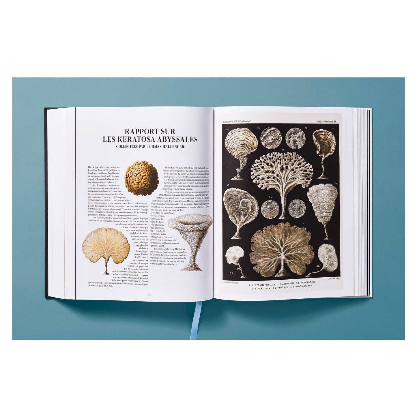 The Art and Science of Ernst Haeckel (German, French, English) Book