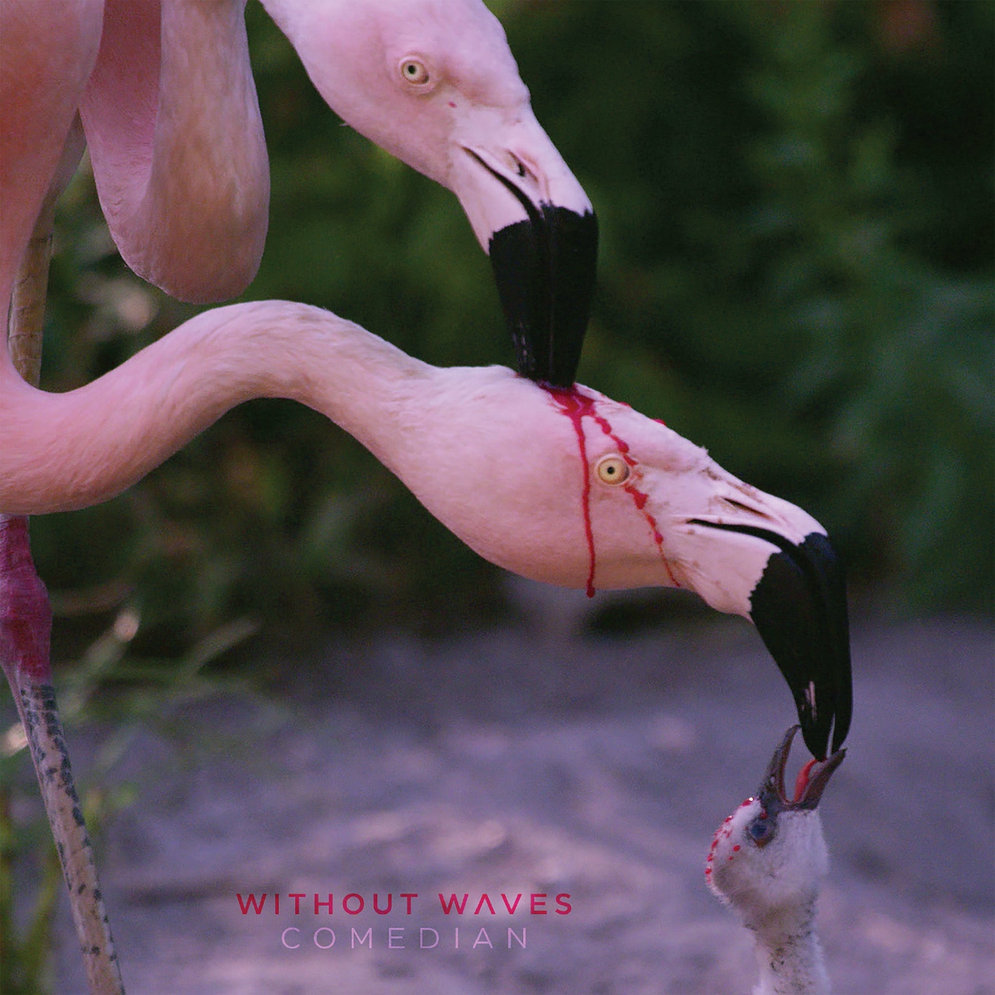 Without Waves "Comedian" Music CD
