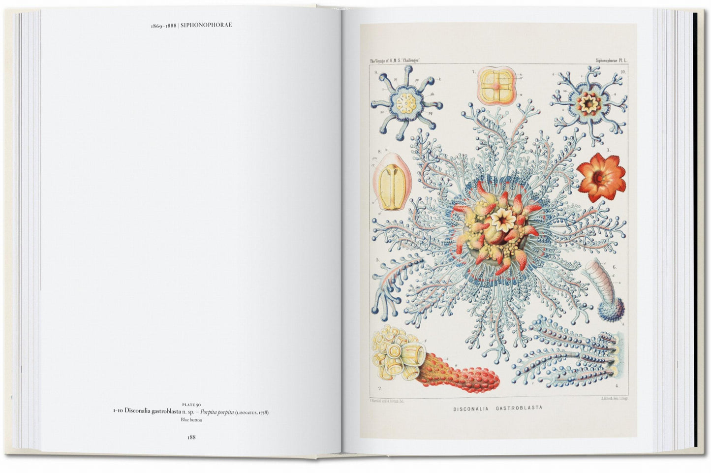 The Art and Science of Ernst Haeckel. 45th Ed. (English) Book