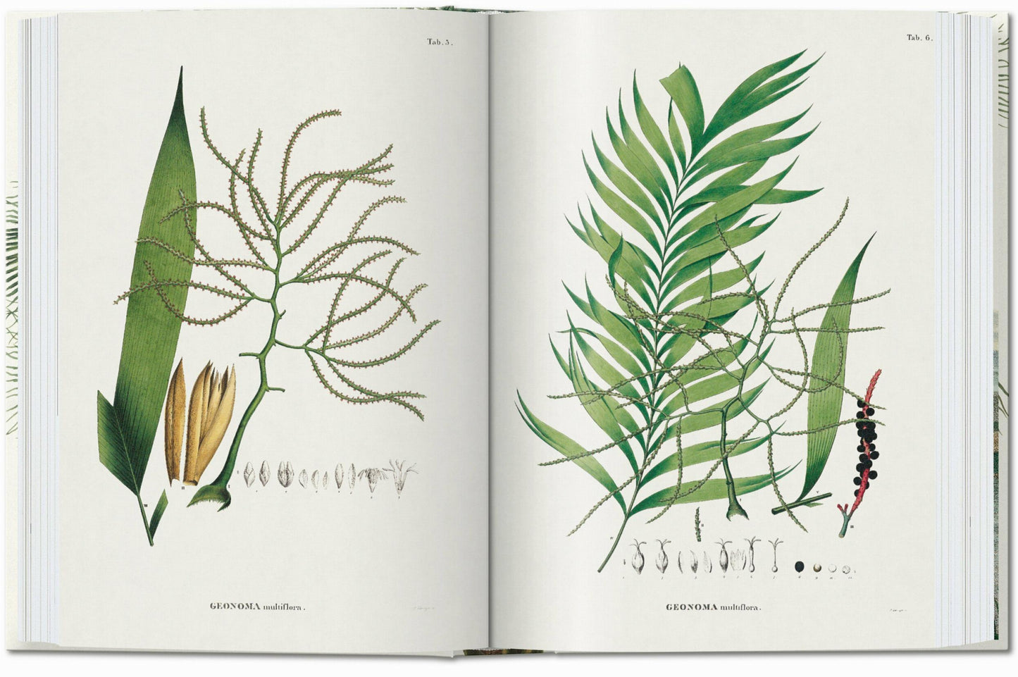 Martius. The Book of Palms. 45th Ed. (German, French, English) Book