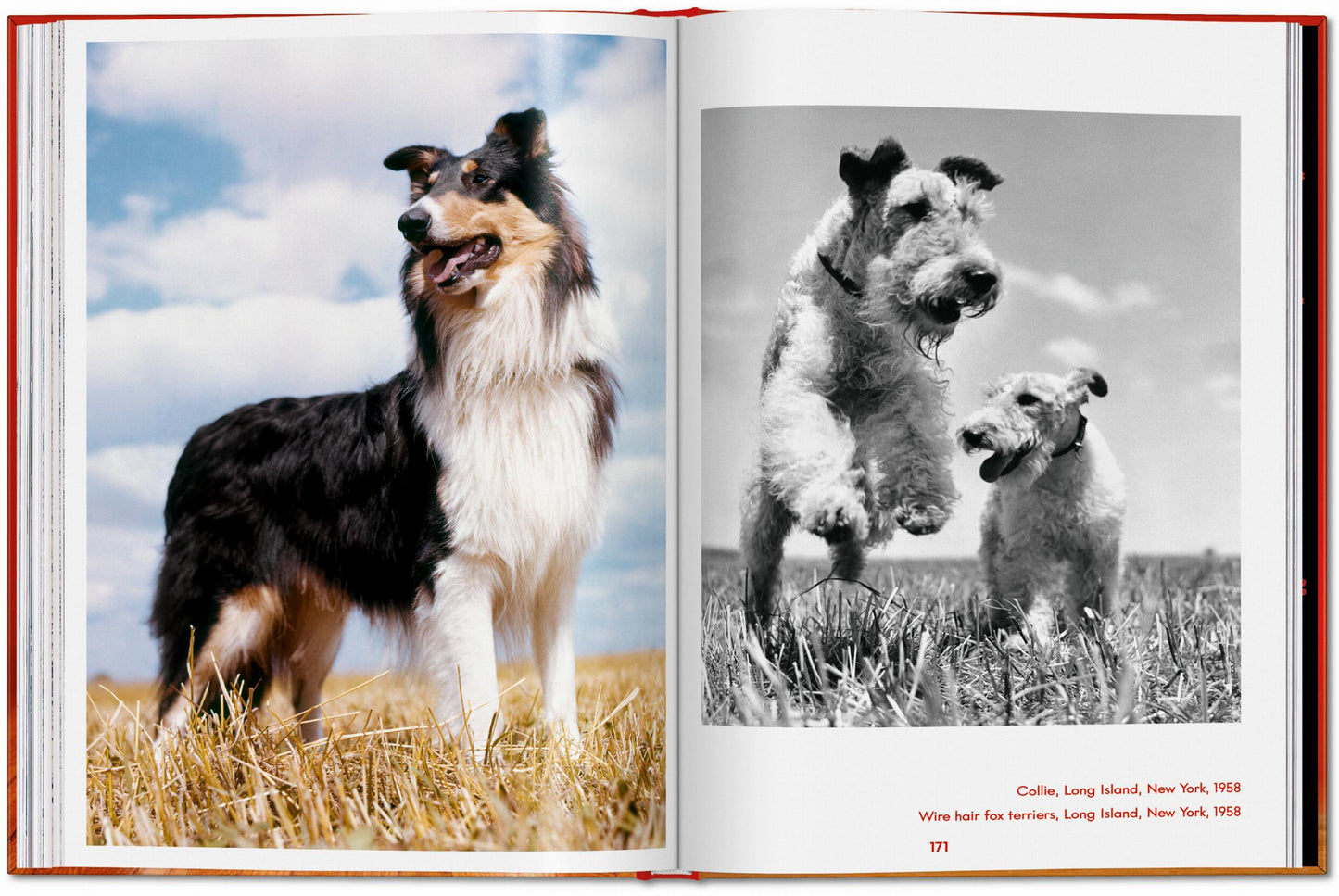 Walter Chandoha. Dogs. Photographs 1941–1991 (English) Book