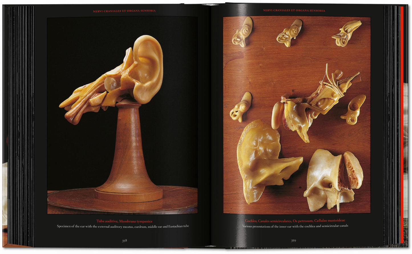 Anatomical Waxes. 45th Ed. (German, French, English) Book