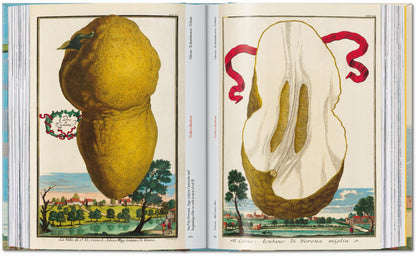 J. C. Volkamer. The Book of Citrus Fruits. 45th Ed. (German, French, English) Book