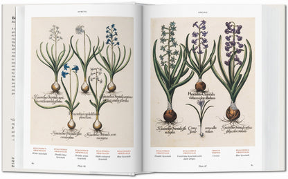 Basilius Besler. Florilegium. The Book of Plants (English) Book