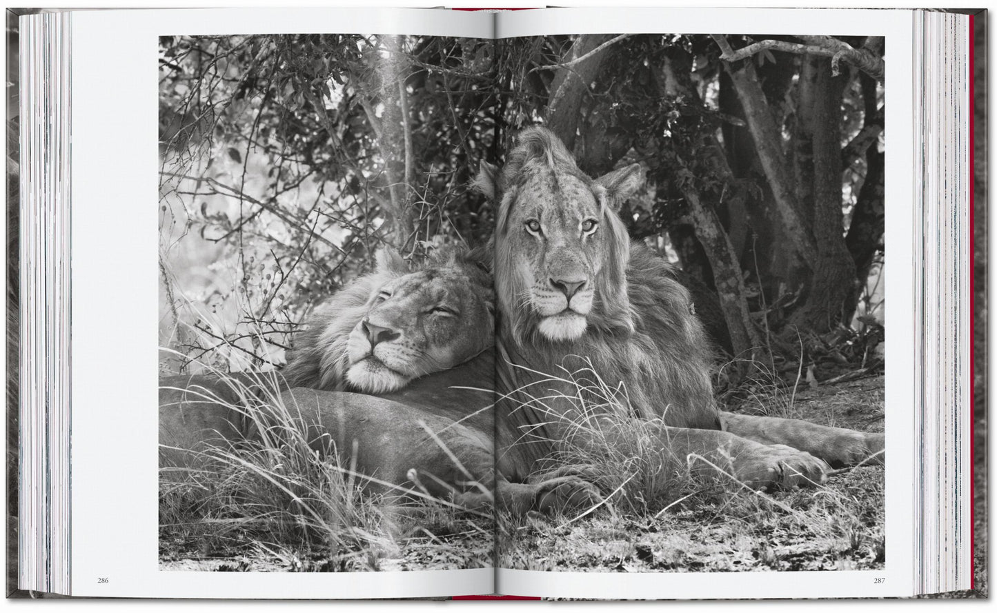 Sebastião Salgado. Genesis. 45th Ed. (English) Book