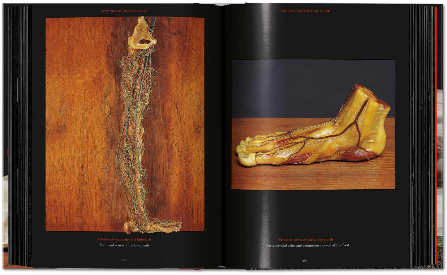 Anatomical Waxes. 45th Ed. (German, French, English) Book