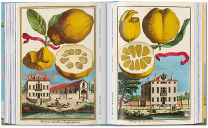 J. C. Volkamer. The Book of Citrus Fruits. 45th Ed. (German, French, English) Book
