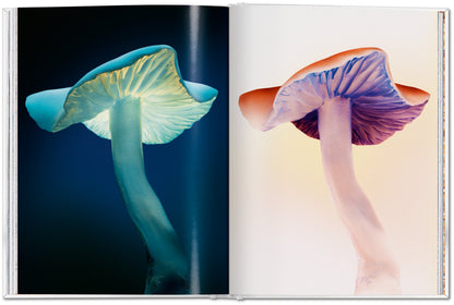The Gourmand's Mushroom. A Collection of Stories and Recipes (English) Book