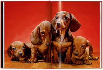 Walter Chandoha. Dogs. Photographs 1941–1991 (English) Book