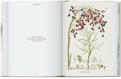 Martius. The Book of Palms. 45th Ed. (German, French, English) Book