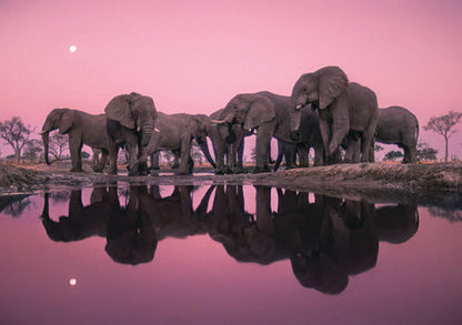 Into Africa: Blank Boxed Notecards