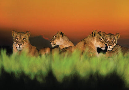 Into Africa: Blank Boxed Notecards