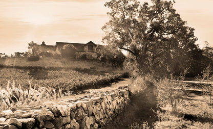 Napa Valley Cabernets