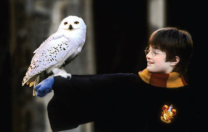 Harry Potter: The Postcard Collection