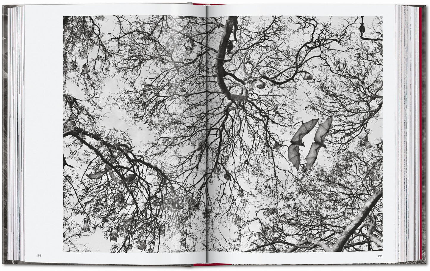 Sebastião Salgado. Genesis. 45th Ed. (English) Book