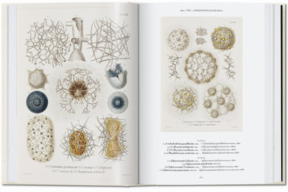 The Art and Science of Ernst Haeckel. 45th Ed. (English) Book