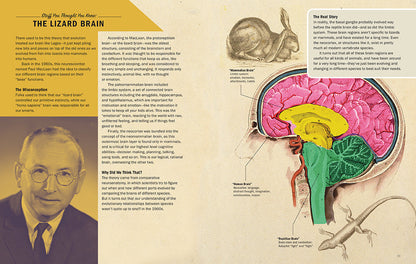 Brains Explained