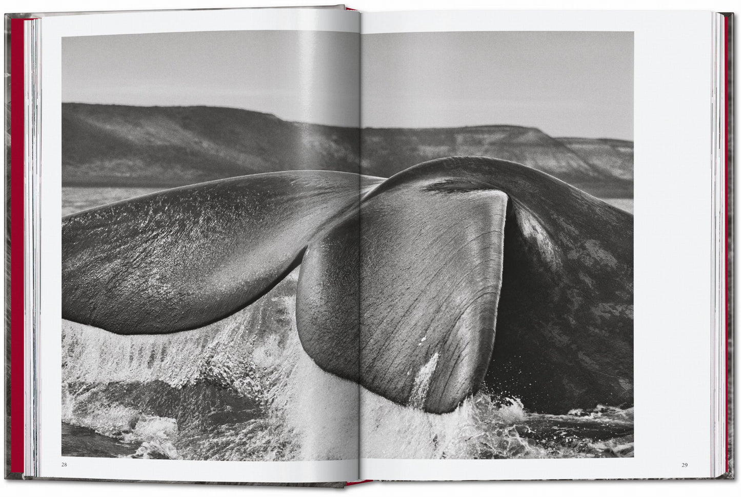 Sebastião Salgado. Genesis. 45th Ed. (English) Book